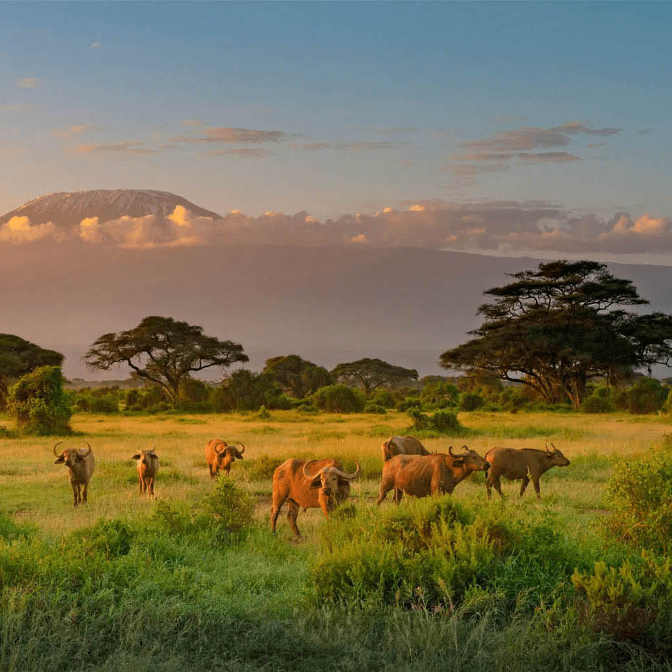 Afrovista Expeditions Image - Safari Masai Mara - tour image 5