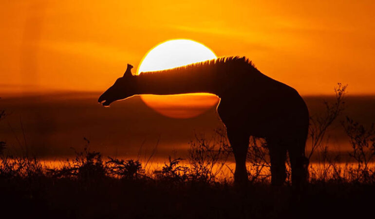 Kenya Tourist Attractions: Best Safari Tours and Places to Visit in Kenya