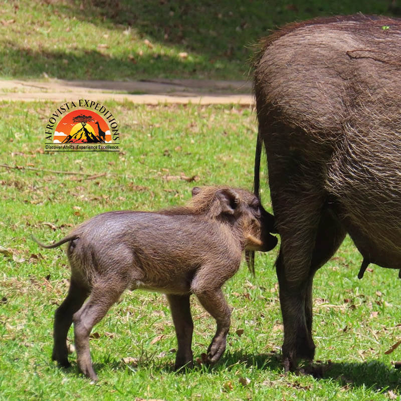Afrovista Expedition - kenya Safari - Massai Mara - Lake Nakuru Park - Amboselli - Lake Naivasha Park - gallery-10
