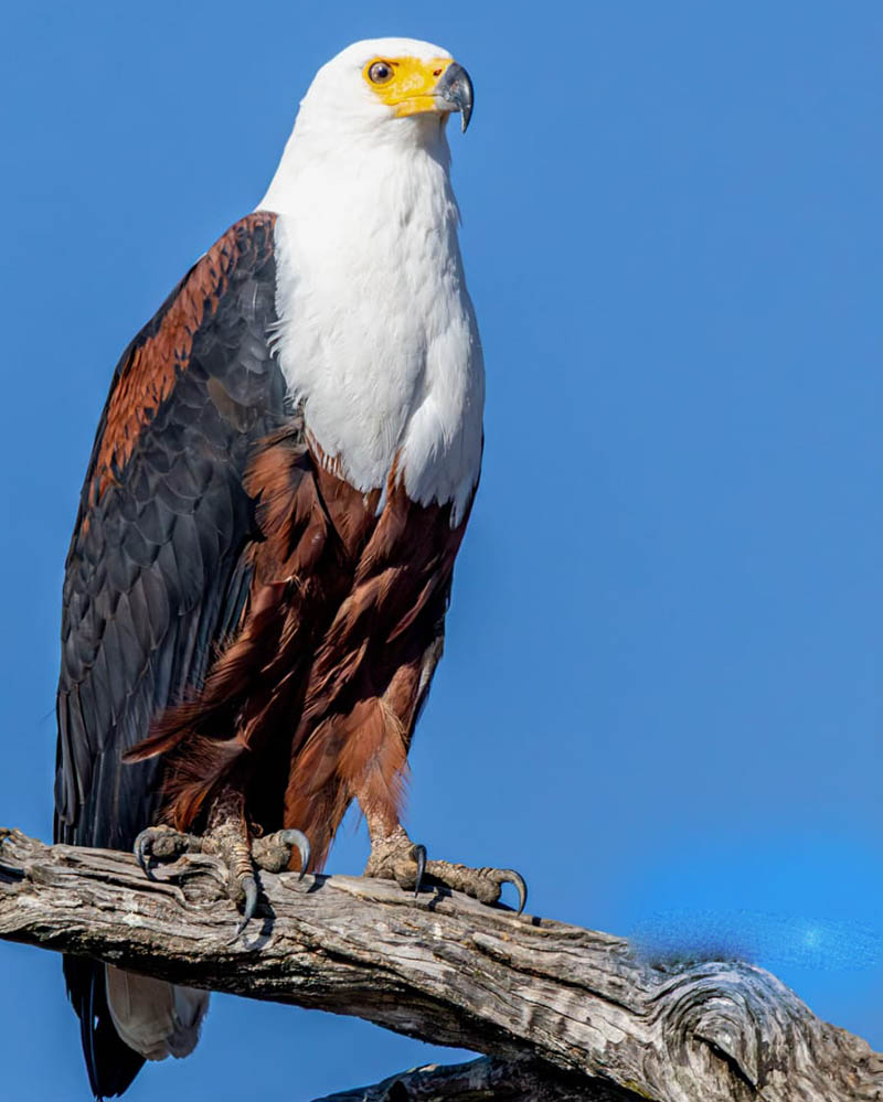 Afrovista Expedition - kenya Safari - Massai Mara - Lake Nakuru Park - Amboselli - Lake Naivasha Park - gallery-10