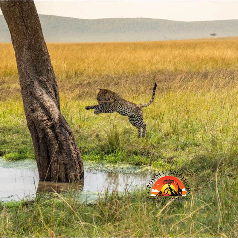 Afrovista Expedition - kenya Safari - Massai Mara - Lake Nakuru Park - Amboselli - Lake Naivasha Park - gallery-11