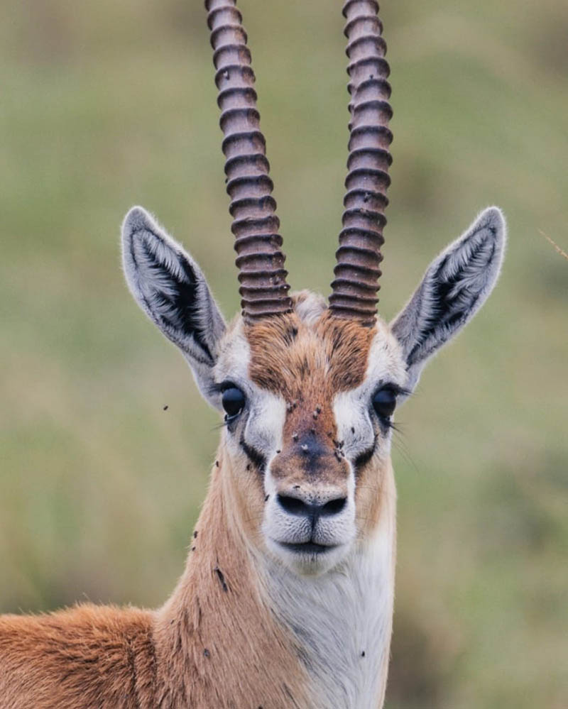 Afrovista Expedition - kenya Safari - Massai Mara - Lake Nakuru Park - Amboselli - Lake Naivasha Park - gallery-11
