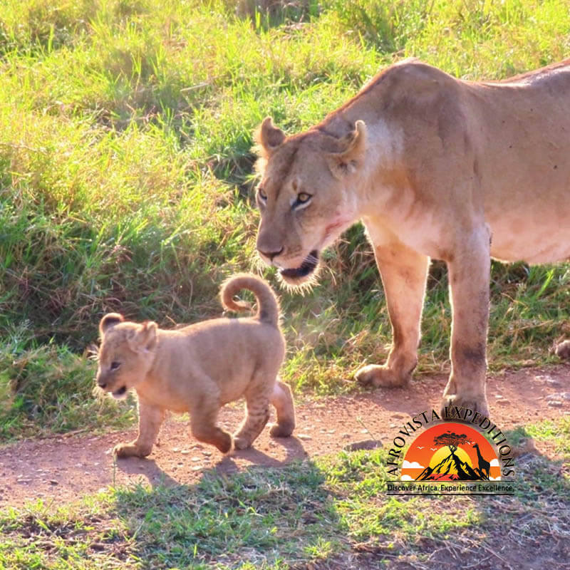Afrovista Expedition - kenya Safari - Massai Mara - Lake Nakuru Park - Amboselli - Lake Naivasha Park - gallery-12