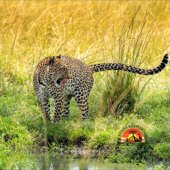 Afrovista Expedition - kenya Safari - Massai Mara - Lake Nakuru Park - Amboselli - Lake Naivasha Park - gallery-13