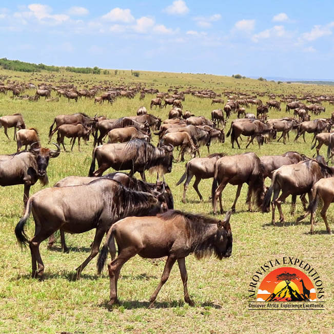 Afrovista Expedition - kenya Safari - Massai Mara - Lake Nakuru Park - Amboselli - Lake Naivasha Park - gallery-16