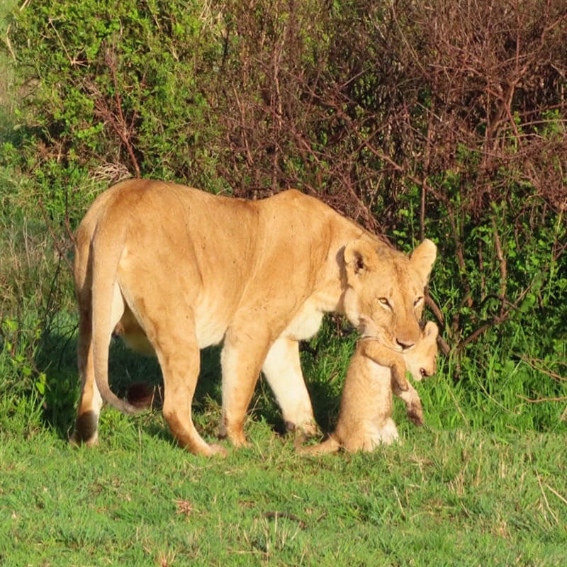 Afrovista Expedition - kenya Safari - Massai Mara - Lake Nakuru Park - Amboselli - Lake Naivasha Park - gallery-19