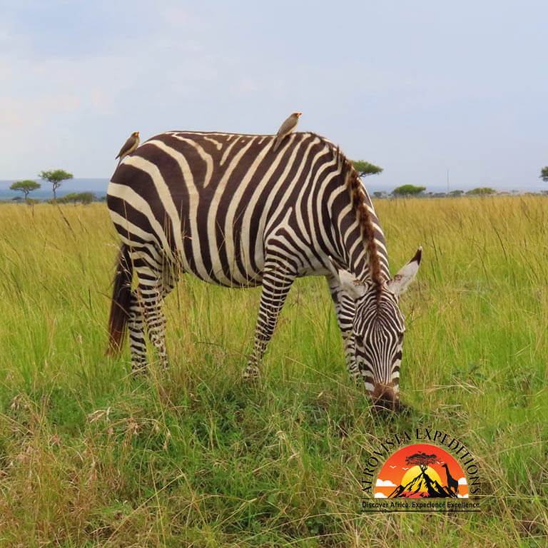 Afrovista Expedition - kenya Safari - Massai Mara - Lake Nakuru Park - Amboselli - Lake Naivasha Park - gallery-20