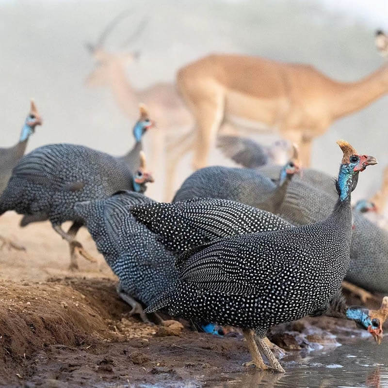 Afrovista Expedition - kenya Safari - Massai Mara - Lake Nakuru Park - Amboselli - Lake Naivasha Park - gallery-22