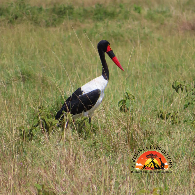 Afrovista Expedition - kenya Safari - Massai Mara - Lake Nakuru Park - Amboselli - Lake Naivasha Park - gallery-23