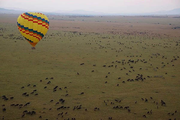 Afrovista Expedition - kenya Safari - Massai Mara - Lake Nakuru Park - Amboselli - Lake Naivasha Park - gallery-3a
