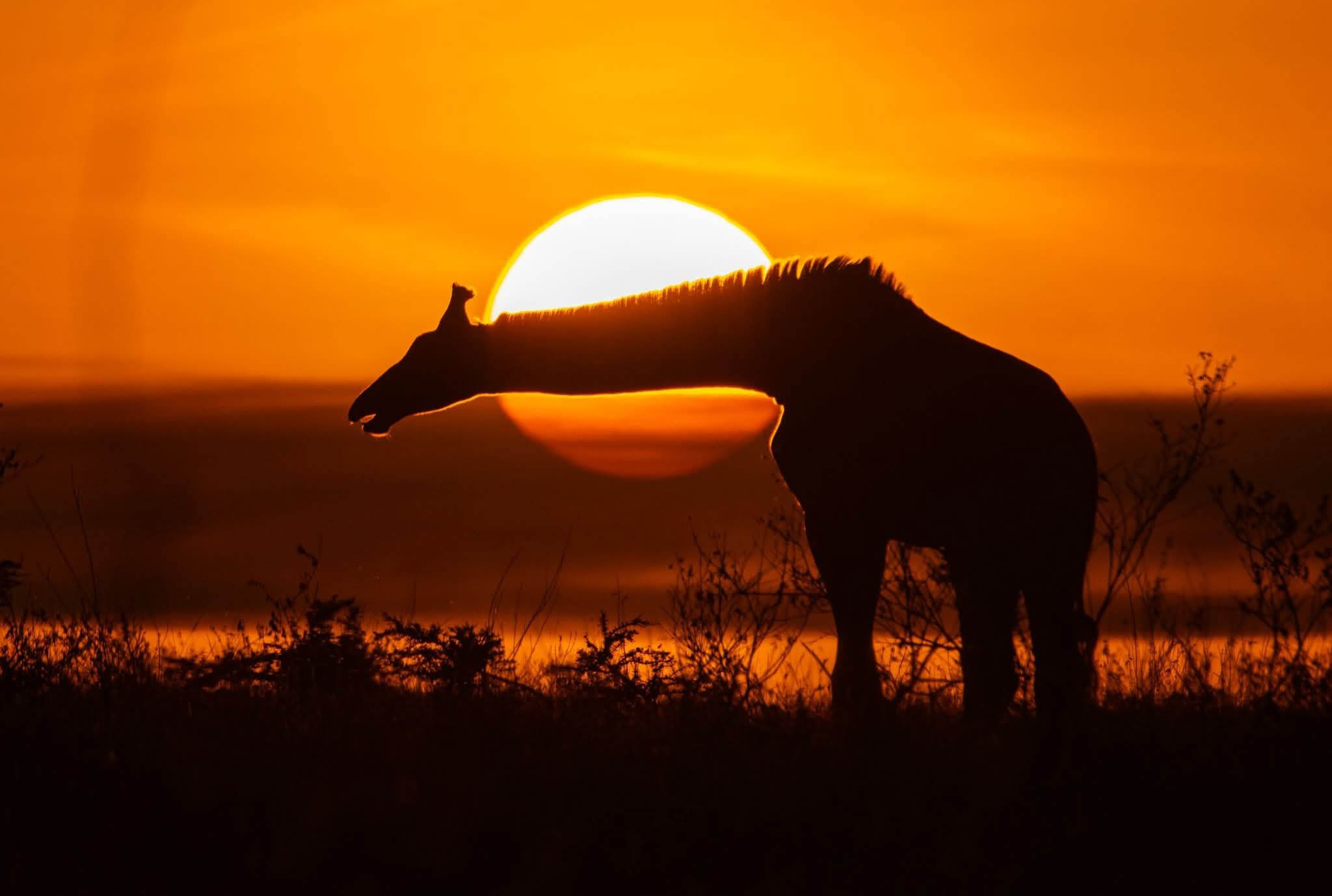 Afrovista Expedition - kenya Safari - Massai Mara - Lake Nakuru Park - Amboselli - Lake Naivasha Park - gallery-3hd