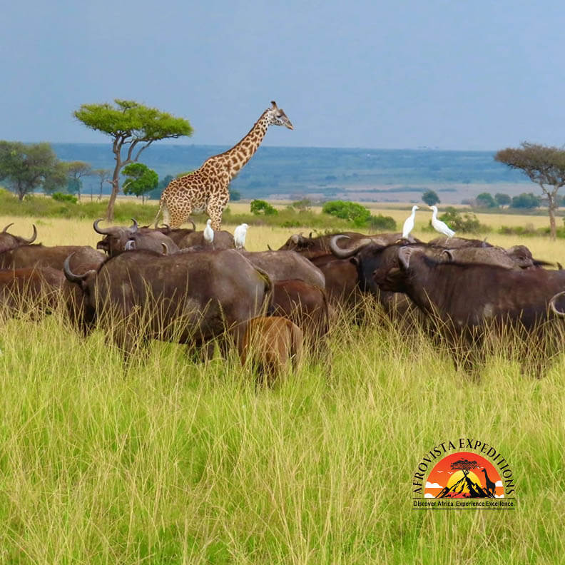 Afrovista Expedition - kenya Safari - Massai Mara - Lake Nakuru Park - Amboselli - Lake Naivasha Park - gallery-418jpg