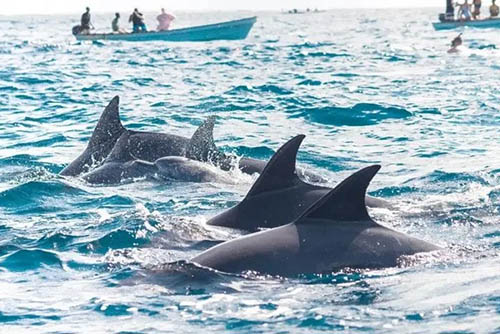 Afrovista Expedition - kenya Safari - Massai Mara - Lake Nakuru Park - Amboselli - Lake Naivasha Park - gallery-5a