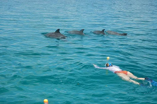 Afrovista Expedition - kenya Safari - Massai Mara - Lake Nakuru Park - Amboselli - Lake Naivasha Park - gallery-5b