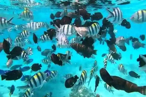 Afrovista Expedition - kenya Safari - Massai Mara - Lake Nakuru Park - Amboselli - Lake Naivasha Park - gallery-5c