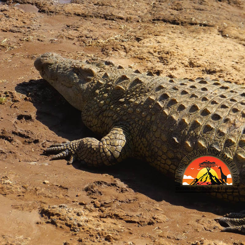 Afrovista Expedition - kenya Safari - Massai Mara - Lake Nakuru Park - Amboselli - Lake Naivasha Park - gallery-7