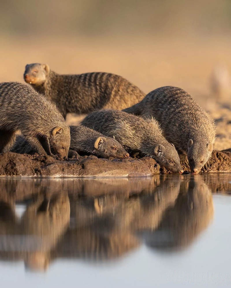 Afrovista Expedition - kenya Safari - Massai Mara - Lake Nakuru Park - Amboselli - Lake Naivasha Park - gallery-7