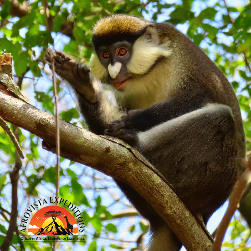 Afrovista Expedition - kenya Safari - Massai Mara - Lake Nakuru Park - Amboselli - Lake Naivasha Park - gallery-8