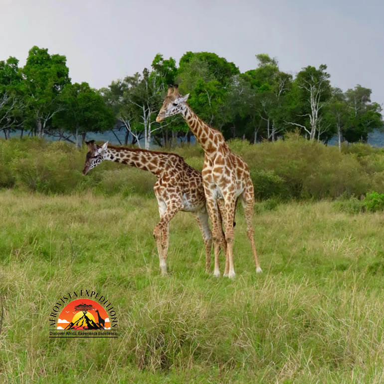 Afrovista Expedition - kenya Safari - Massai Mara - Lake Nakuru Park - Amboselli - Lake Naivasha Park - gallery-9