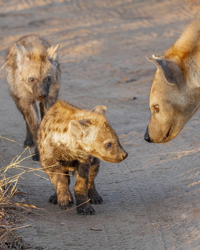 Afrovista Expedition - kenya Safari - Massai Mara - Lake Nakuru Park - Amboselli - Lake Naivasha Park - gallery-9