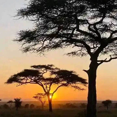 Afrovista Expedition - kenya Safari - Massai Mara - Lake Nakuru Park - Amboselli - Lake Naivasha Park - gallery-images-12