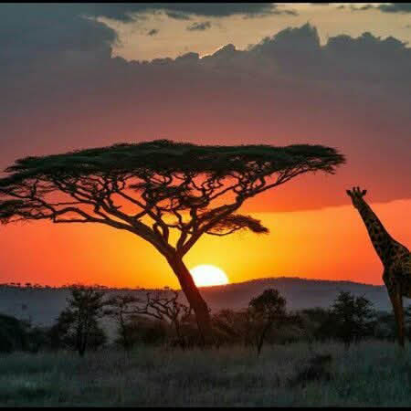 Afrovista Expedition - kenya Safari - Massai Mara - Lake Nakuru Park - Amboselli - Lake Naivasha Park - gallery-images-13