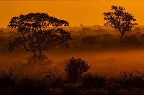 Afrovista Expedition - kenya Safari - Massai Mara - Lake Nakuru Park - Amboselli - Lake Naivasha Park - gallery-images-14