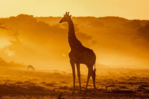 Afrovista Expedition - kenya Safari - Massai Mara - Lake Nakuru Park - Amboselli - Lake Naivasha Park - gallery-images-15
