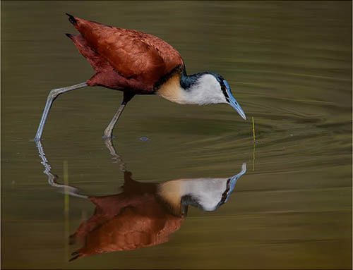 Afrovista Expedition - kenya Safari - Massai Mara - Lake Nakuru Park - Amboselli - Lake Naivasha Park - gallery-images-17