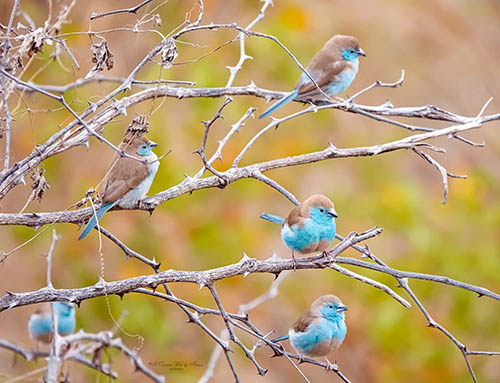 Afrovista Expedition - kenya Safari - Massai Mara - Lake Nakuru Park - Amboselli - Lake Naivasha Park - gallery-images-18