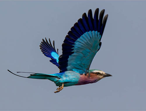 Afrovista Expedition - kenya Safari - Massai Mara - Lake Nakuru Park - Amboselli - Lake Naivasha Park - gallery-images-19