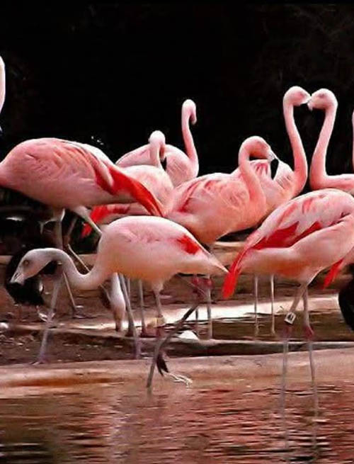 Afrovista Expedition - kenya Safari - Massai Mara - Lake Nakuru Park - Amboselli - Lake Naivasha Park - gallery-images-20