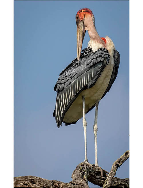 Afrovista Expedition - kenya Safari - Massai Mara - Lake Nakuru Park - Amboselli - Lake Naivasha Park - gallery-images-21