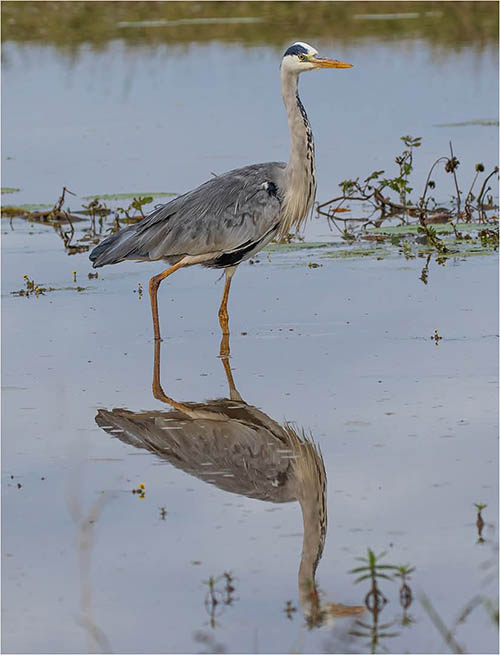 Afrovista Expedition - kenya Safari - Massai Mara - Lake Nakuru Park - Amboselli - Lake Naivasha Park - gallery-images-22