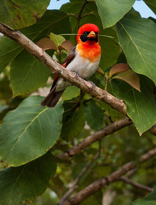 Afrovista Expedition - kenya Safari - Massai Mara - Lake Nakuru Park - Amboselli - Lake Naivasha Park - gallery-images-23