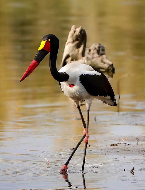 Afrovista Expedition - kenya Safari - Massai Mara - Lake Nakuru Park - Amboselli - Lake Naivasha Park - gallery-images-26