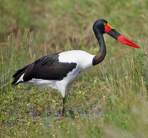 Afrovista Expedition - kenya Safari - Massai Mara - Lake Nakuru Park - Amboselli - Lake Naivasha Park - gallery-images-27