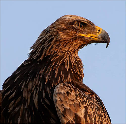 Afrovista Expedition - kenya Safari - Massai Mara - Lake Nakuru Park - Amboselli - Lake Naivasha Park - gallery-images-28