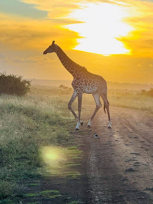 Afrovista Expedition - kenya Safari - Massai Mara - Lake Nakuru Park - Amboselli - Lake Naivasha Park - gallery-images-9