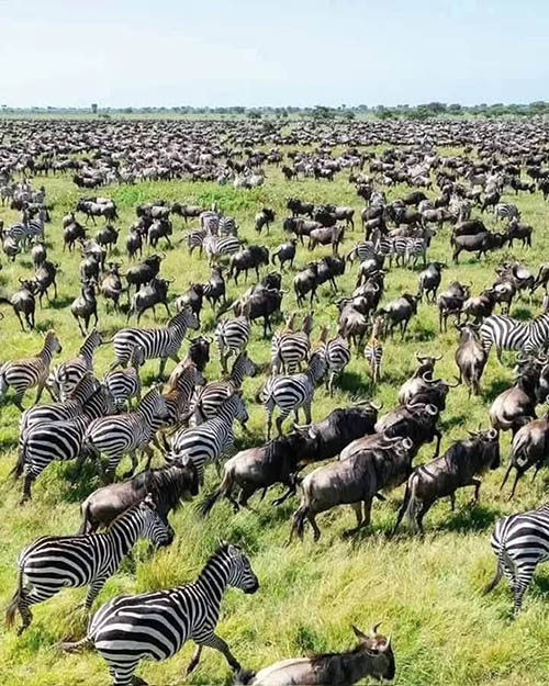 Afrovista Expedition - kenya Safari - Massai Mara - Lake Nakuru Park - Amboselli - Lake Naivasha Park - gallery-images-a1