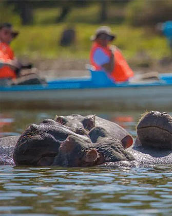 Afrovista Expedition - kenya Safari - Massai Mara - Lake Nakuru Park - Amboselli - Lake Naivasha Park - gallery-images-c1