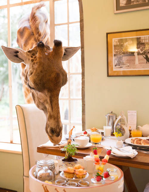 Afrovista Expedition - kenya Safari - Massai Mara - Lake Nakuru Park - Amboselli - Lake Naivasha Park - gallery-images-d1