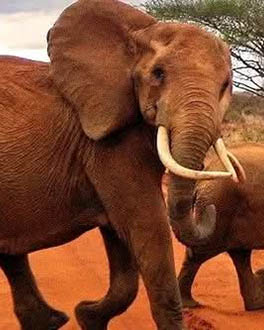 Afrovista Expeditions Image - Safari Masai Mara - tour image 21c