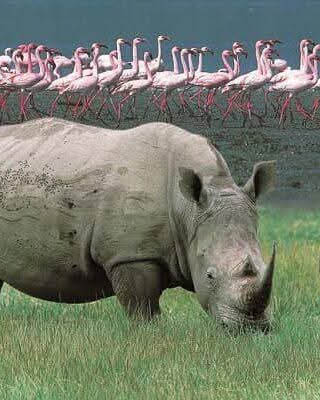 Afrovista Expeditions Image - Safari Masai Mara - tour image 21d