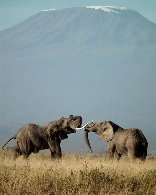 Afrovista Expeditions Image - Safari Masai Mara - tour image 21k