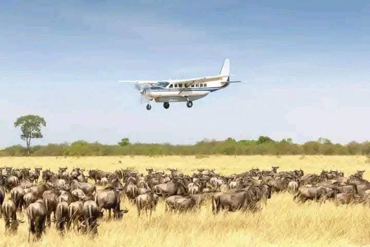 Afrovista Expeditions Safari Travel 26