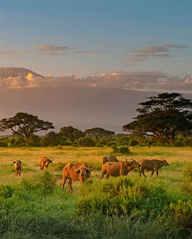 Afrovista Expeditions Image - Safari Masai Mara - destination 1