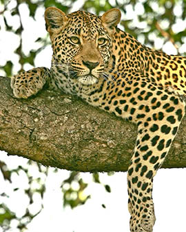 Afrovista Expeditions Image - Safari Masai Mara - destination 2