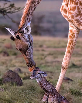 Afrovista Expeditions Image - Safari Masai Mara - destination 4