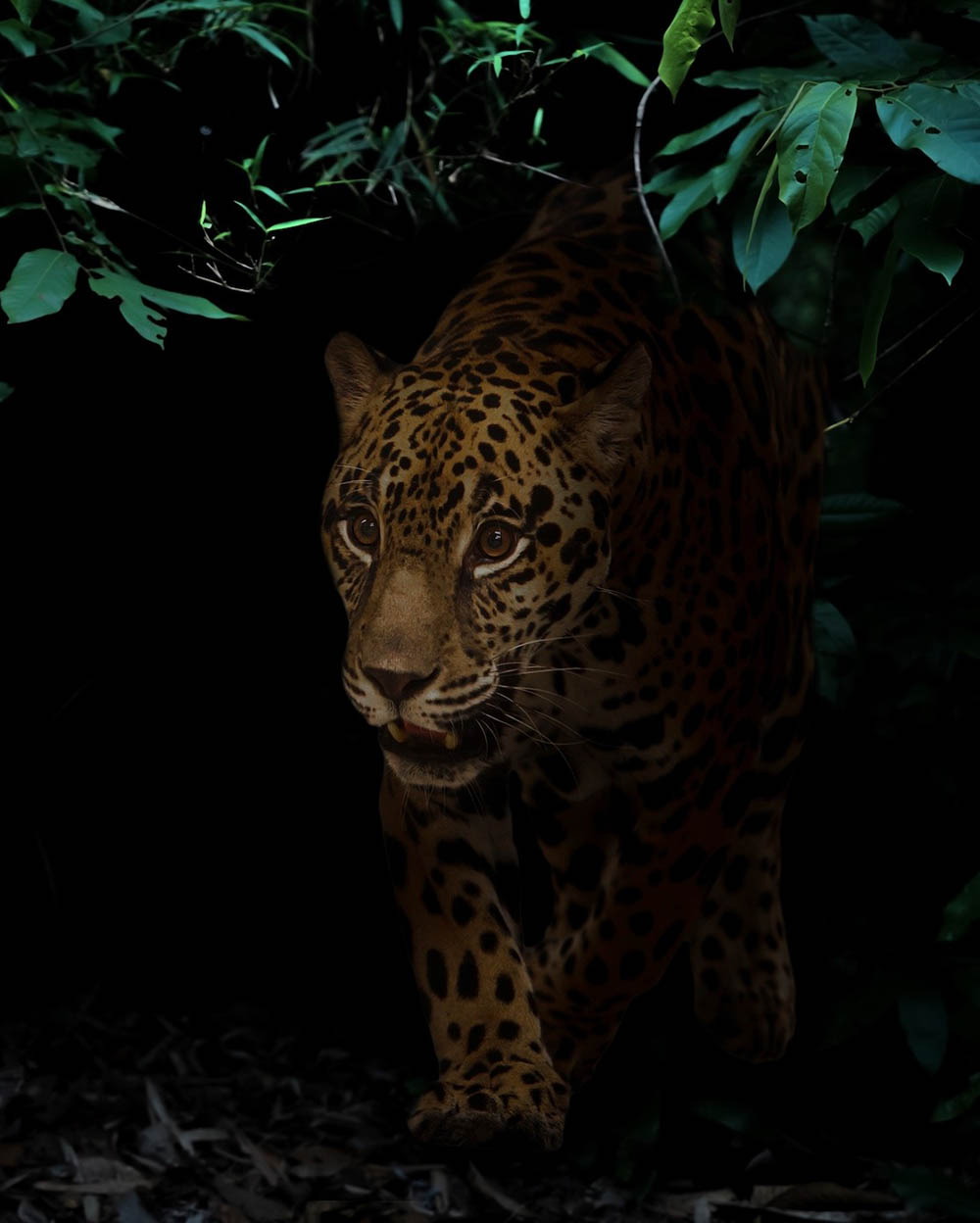 Afrovista Expeditions Image - Safari Masai Mara - destination6